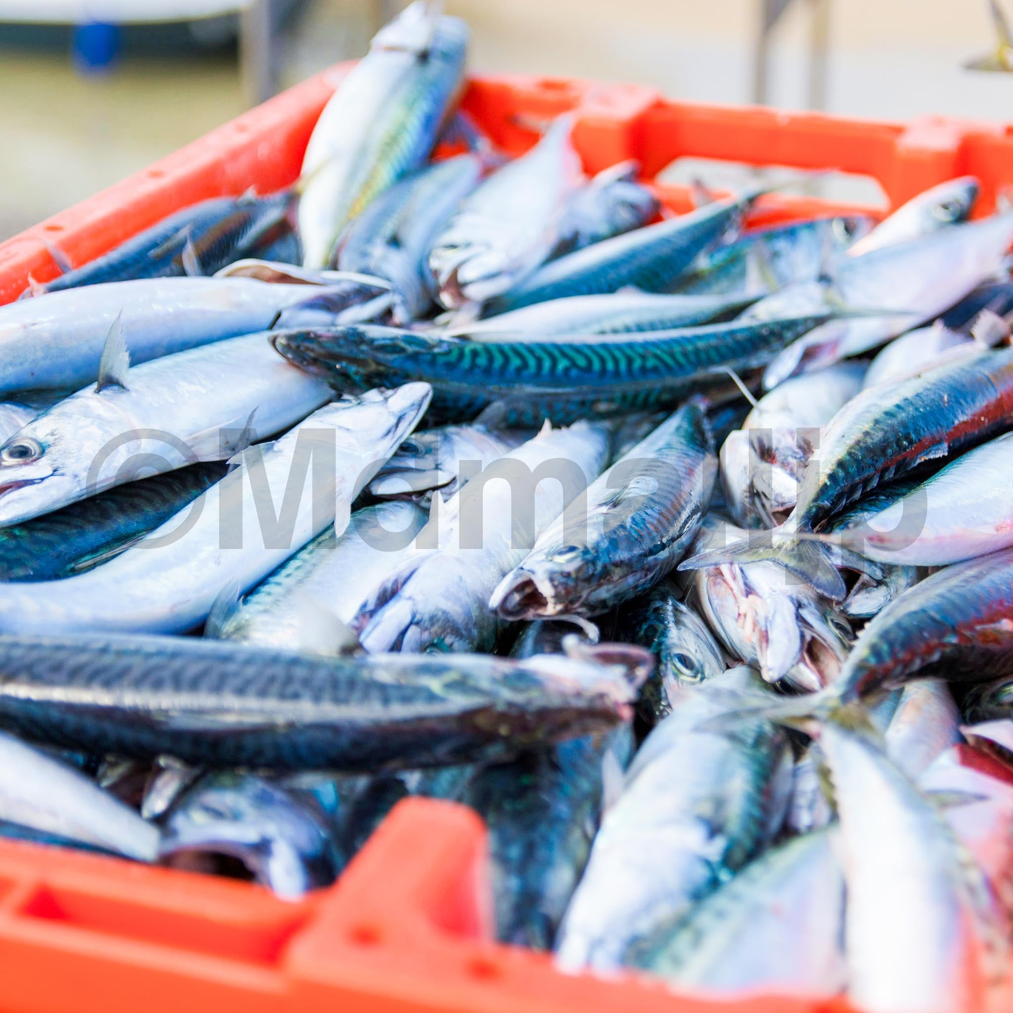 ငါးနှင့်ပင်လယ်စာ အမျိုးမျိုး